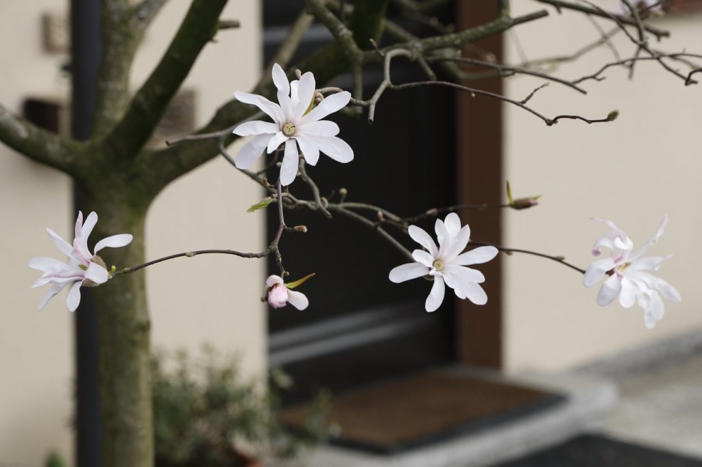 物憂げな白い花と開いたままの玄関