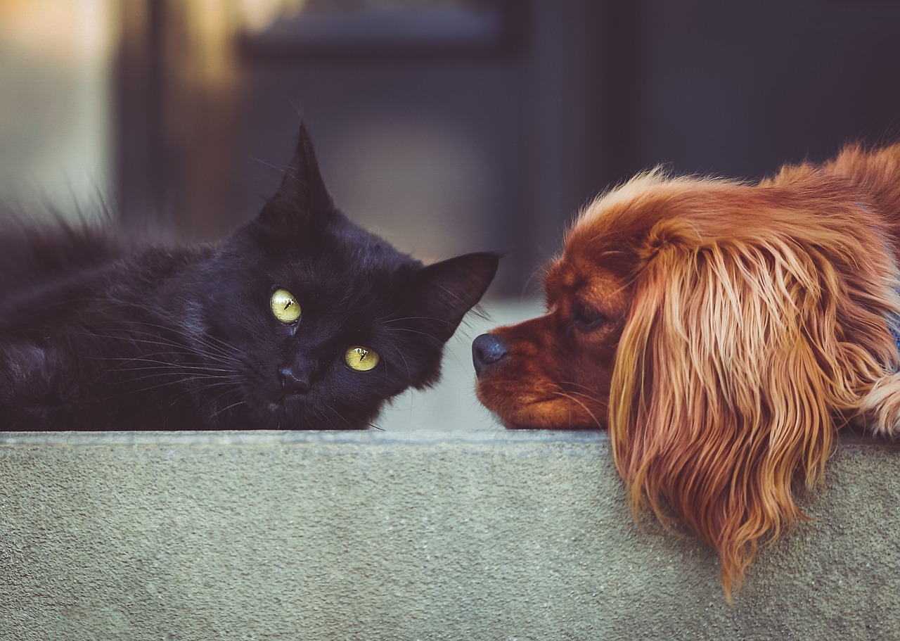 会議中の黒猫と茶犬